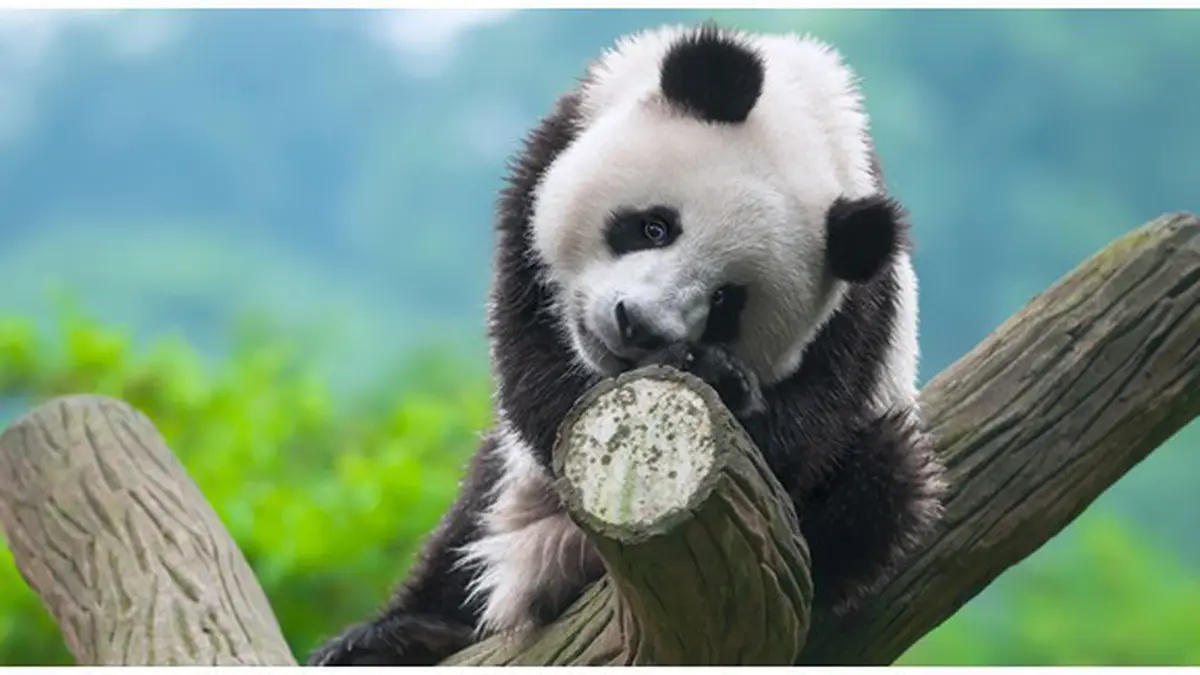 Bagaimana Panda Beradaptasi di Habitat Alaminya?