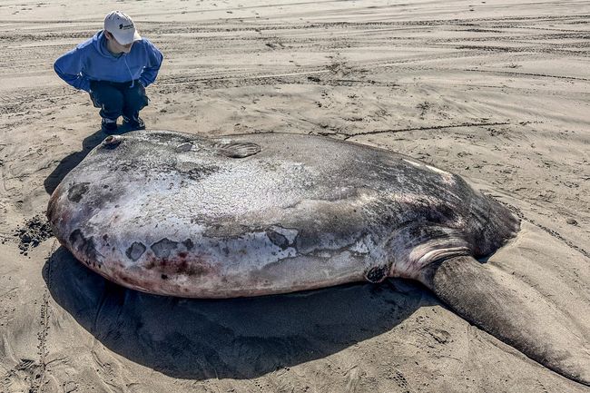 Fenomena Langka! Ikan Raksasa Terdampar di Pesisir, Warga Heboh